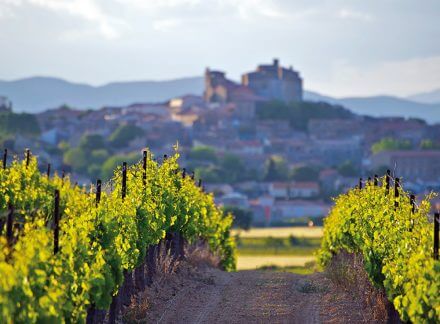 Viticulture  – The New Property Investment Trend