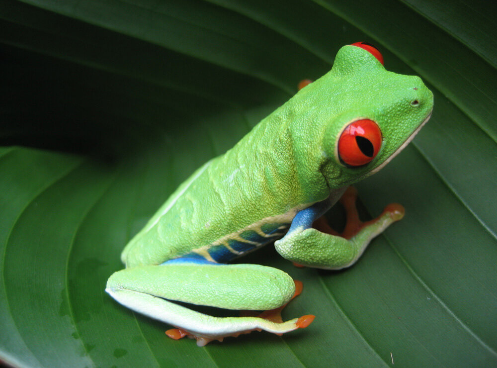 Costa-Rica's-Legislative-Assembly-Considers-New-Money-Laundering-Legislation-to-Protect-Real-Estate-Investment