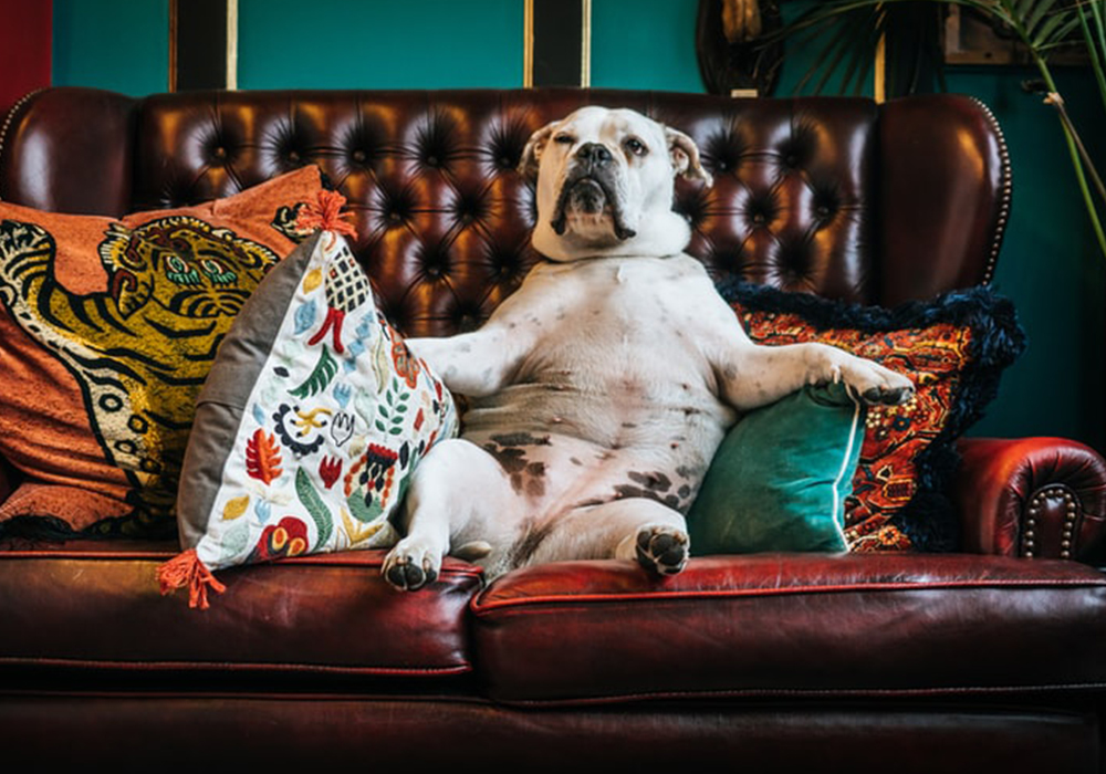 7 Must-Have Items for Your Home If You Have Pets