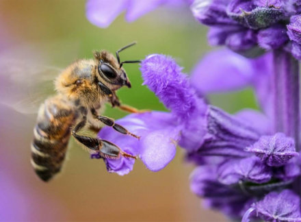 Bee-utiful Beauty