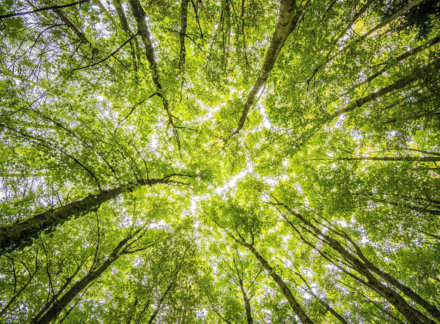 Green Shoots In The Travel Industry