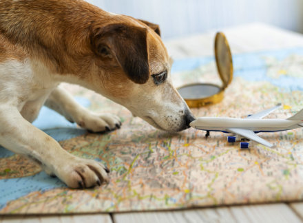 A Great Dane to Grand Cayman