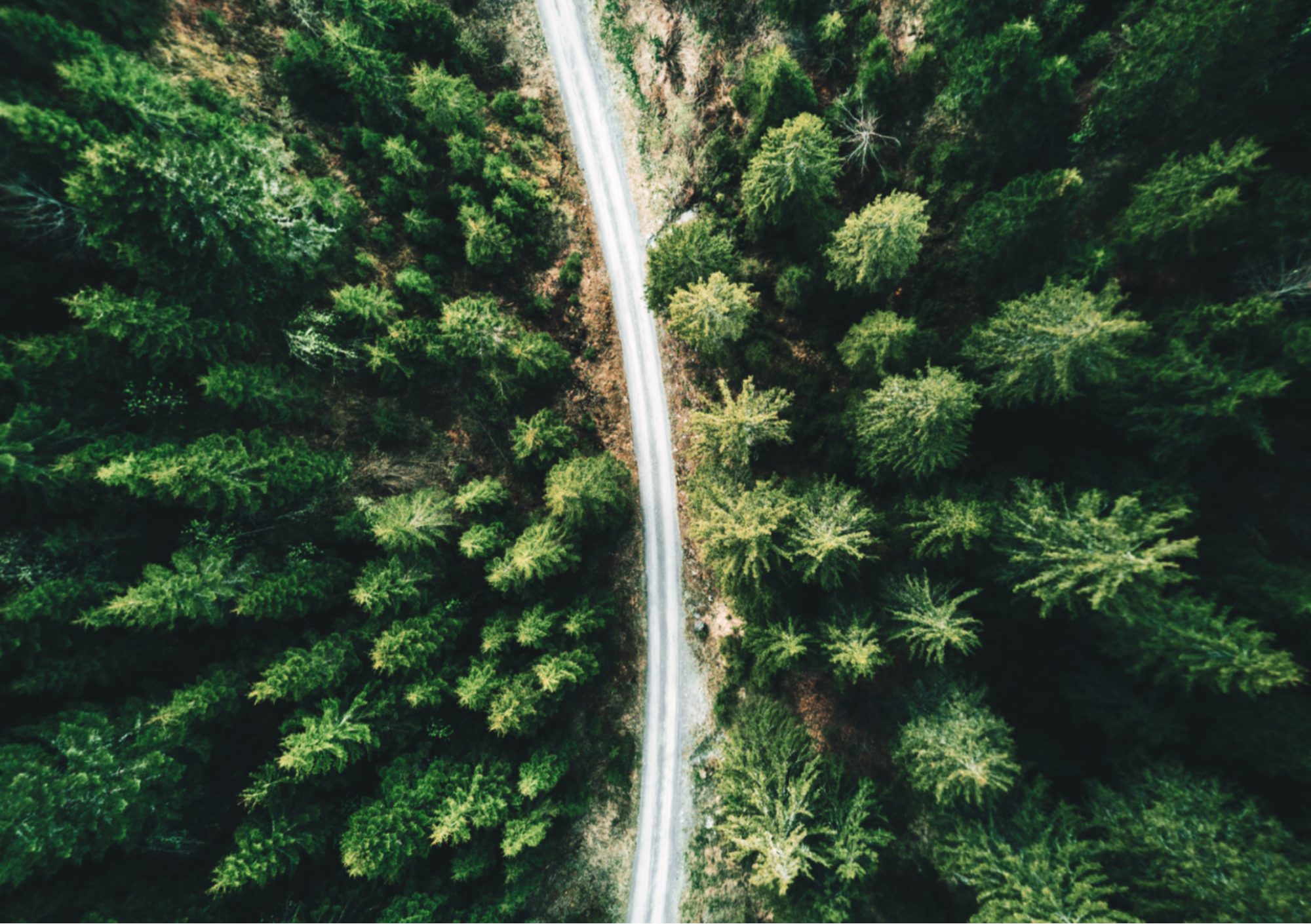 Trees - core brand image